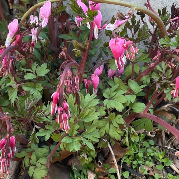 Pink Bleeding Hearts Flower Seeds, plant & grow a Cottage Garden Favorite FreeWP - Picture 4 of 6
